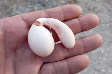 Adıyaman’da tavuğun yumurtası şaşırttı!